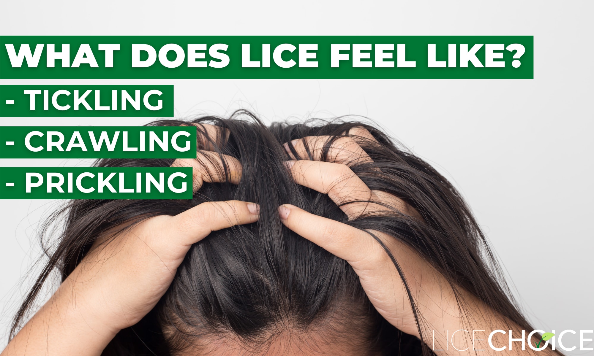 How To Check for Head Lice A Complete Guide to Lice